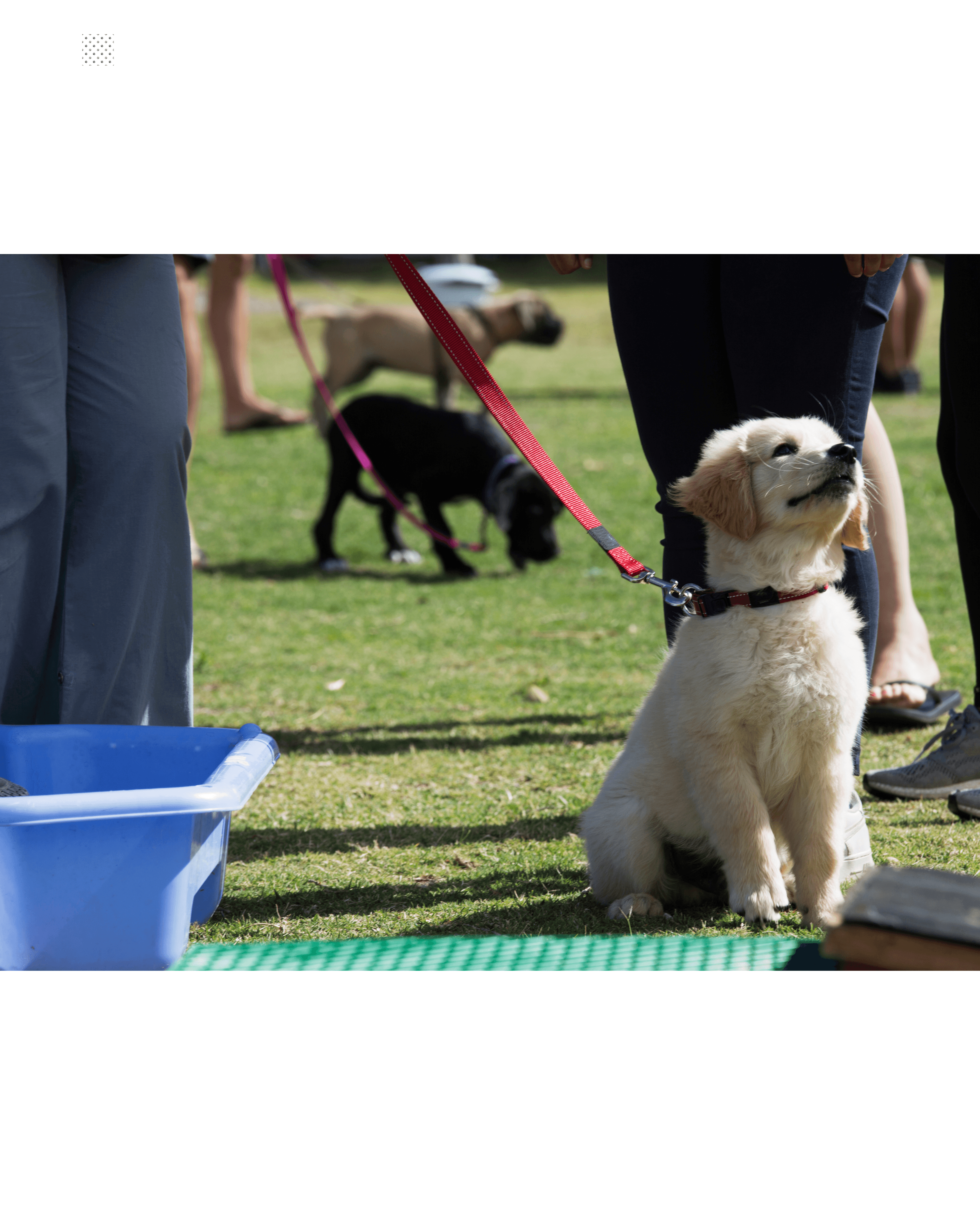 Cours pour chiots adolescents