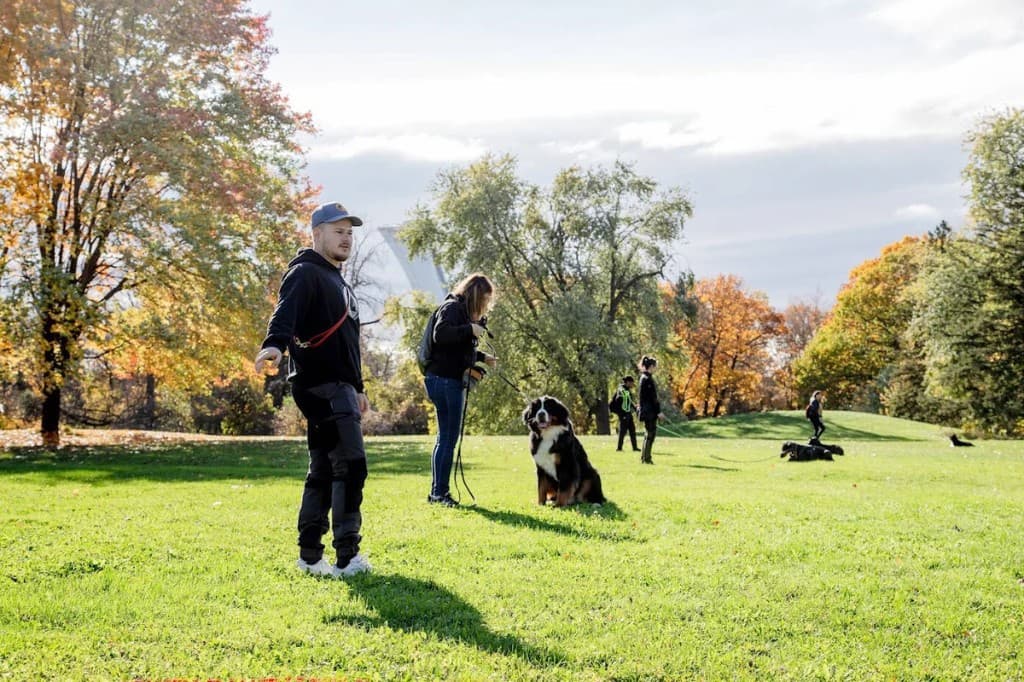 Montreal Canine Training